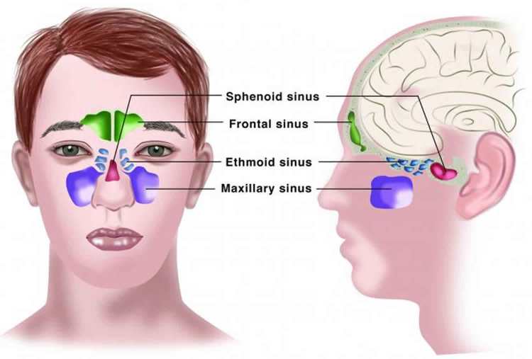 sinus specialist in ahmedabad